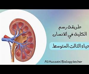 كلية الانسان