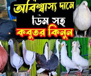 পায়রা