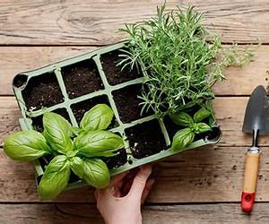 A Beginners Guide to Growing Your Own Herb Garden