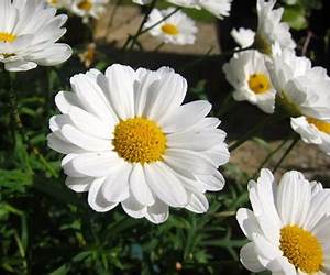 A Flower for Hope