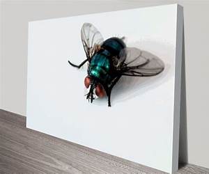 A Fly on the Wall