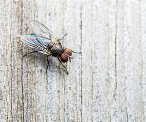 A Fly on the Wall A Fly on the Wall