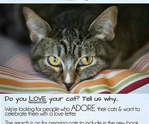 A Letter to My Cat: Notes to Our Best Friends