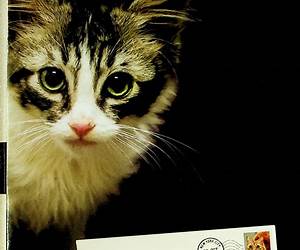 A Letter to My Cat: Notes to Our Best Friends A Letter to My Cat: Notes to Our Best Friends