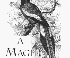 A Magpie Mourning A Magpie Mourning