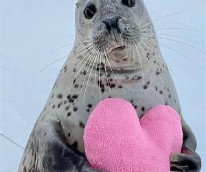 A SEAL's Heart (Hero's Crossing)
