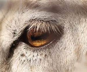 A Sheeps Eye View