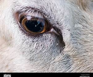 A Sheeps Eye View A Sheeps Eye View