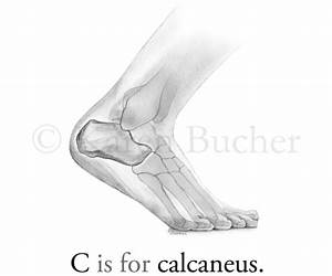 Alphanatomy