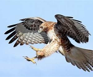 And Tomorrow is a Hawk