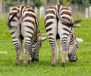 Animal Butts \u0026 Facts Too: Fun Animal Books for Kids With Facts \u0026 Incredible Photos (Exploring Our Incredible World Children