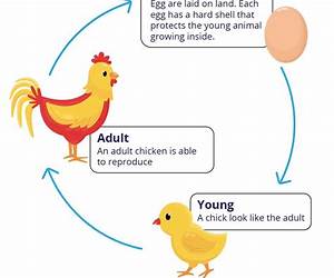Animal Life Cycles: Grade 1-3: Science Picture Cards
