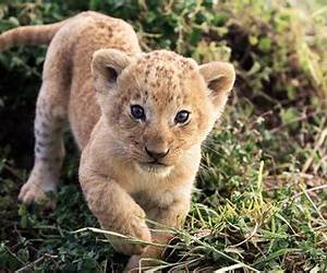 Animales Bebes / Baby Animals: Todo Sobre Los Animalse / All About Animales (Mi Mundo / My World) (Spanish and English Edition) Animales Bebes / Baby Animals: Todo Sobre Los Animalse / All About Animales (Mi Mundo / My World) (Spanish and English Edition)