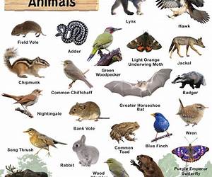 Animals of the Field and Forest (Whitman Learn About Book, #2)