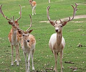 Animals of the Field and Forest (Whitman Learn About Book, #2)
