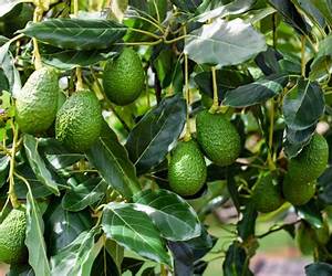Avocadotræet Avocadotræet