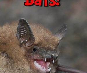Bats! Learn About Bats and Enjoy Colorful PicturesLook and Learn! (50+ Photos of Bats)