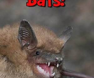 Bats! Learn About Bats and Enjoy Colorful PicturesLook and Learn! (50+ Photos of Bats) Bats! Learn About Bats and Enjoy Colorful PicturesLook and Learn! (50+ Photos of Bats)