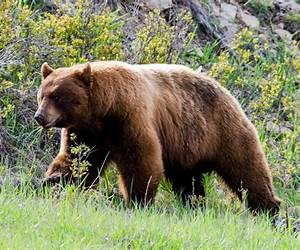 Bears, Bears, Bears!