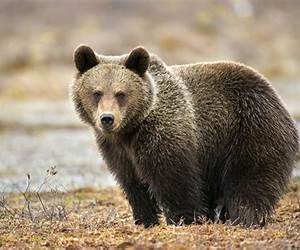Bears, Bears, Bears! Bears, Bears, Bears!