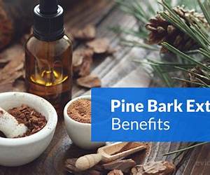 Benefits of Pine Bark ExtractOne Of The Most Powerful Antioxidant Supplements