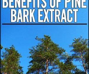 Benefits of Pine Bark ExtractOne Of The Most Powerful Antioxidant Supplements