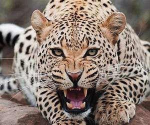 Big Cats, Little Cats