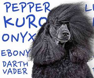Black Dog (Bannon