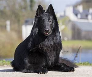 Black Dog (Bannon's Gym, #1)