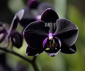 Black Orchid