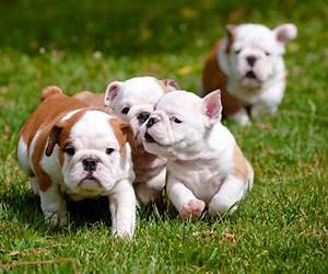 Bulldogs #1