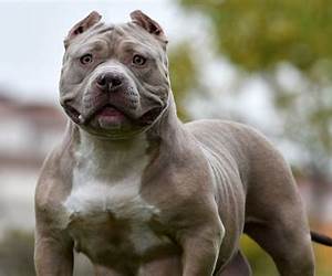Bully (Fall Away, #1)