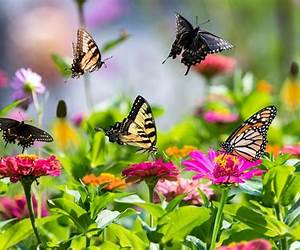 Butterflies on the Roof of the world: A Memoir