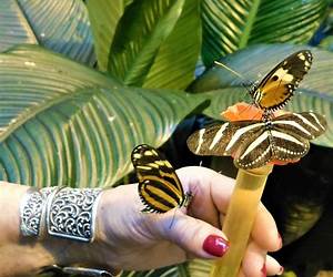 Butterfly Palace (Love Across the Sea #1)