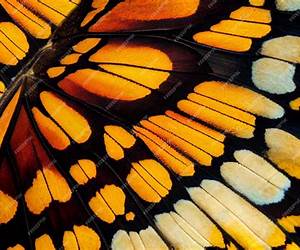 Butterfly Wings