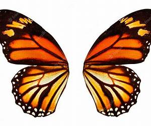 Butterfly Wings