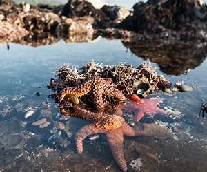 California's Tidepools (Weekend Naturalist Nature Guide Foldout #1)