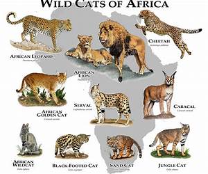 Cats of Africa: Behavior, Ecology, and Conservation