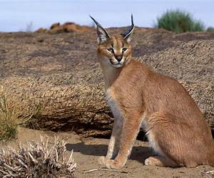 Cats of Africa: Behavior, Ecology, and Conservation Cats of Africa: Behavior, Ecology, and Conservation