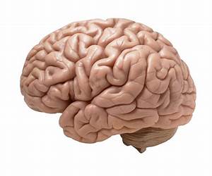Cerebro, inteligencia y emoción: neurociencias aplicadas a la educación permanente Cerebro, inteligencia y emoción: neurociencias aplicadas a la educación permanente