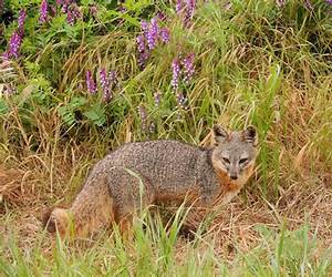 Channel Islands Flora \u0026 Fauna (Weekend Naturalist Nature Guide Foldout #7)