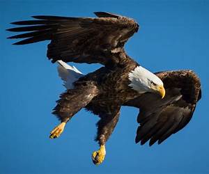 Chasing Eagles