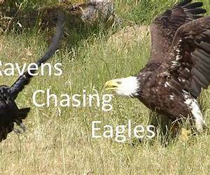 Chasing Eagles