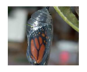 Chrysalis (Chrysalis, #1) Chrysalis (Chrysalis, #1)