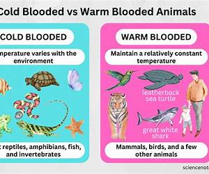 Cold Blood: Adventures with Reptiles and Amphibians