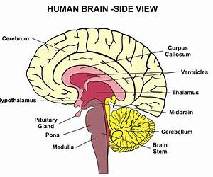 Corpus Callosum (Anatomy)