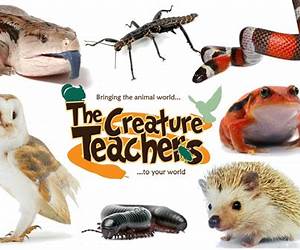 Creature Teacher: The Final Exam (Goosebumps Most Wanted, #6) Creature Teacher: The Final Exam (Goosebumps Most Wanted, #6)
