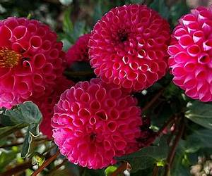 Crimson Dahlia (Svatura, #3)