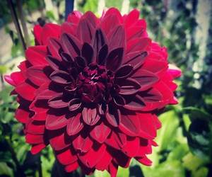 Crimson Dahlia (Svatura, #3)