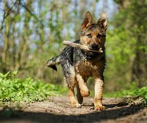 Dog Training For German Shepherds: Dog Training Tips Book